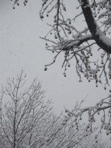 snowy trees