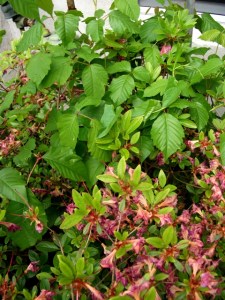 poison ivy in azalea