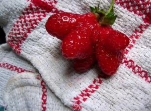 mutant strawberry