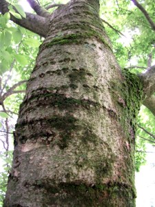 woodpecker damage with moss