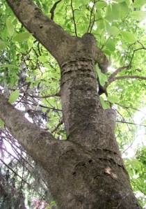 woodpecker damage