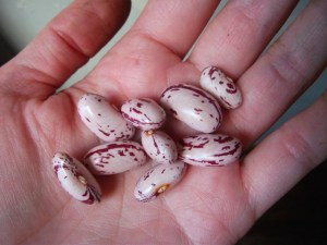 borlotti-dried
