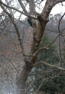 pileated pecker