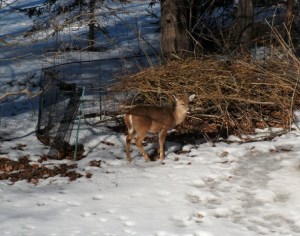 deer brush pile
