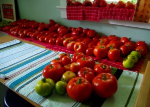 catch-up tomatoes