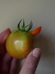 hinky-tomato