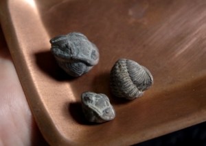 trilobite-three