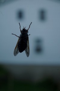 winged-fly