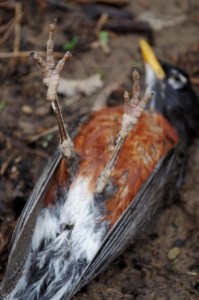 dead robin