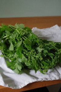 harvest rapini