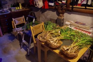 july-garlic in basement