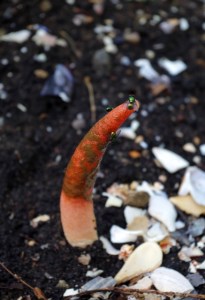 late summer-stinkhorn