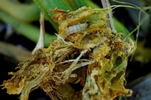 late summer-vine borer