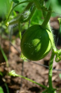 late summer-watermelons