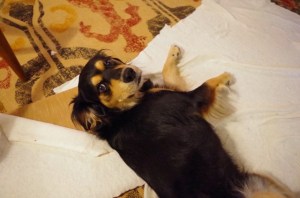 another chair-rocco roll