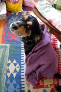 dogsweater-trying-on