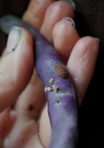 garden-end-eflin-thing