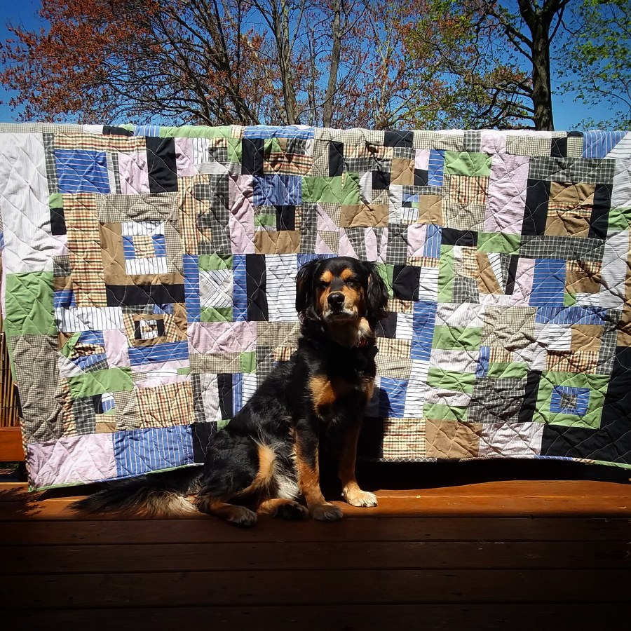 mutt sitting in front of scrappy quilt